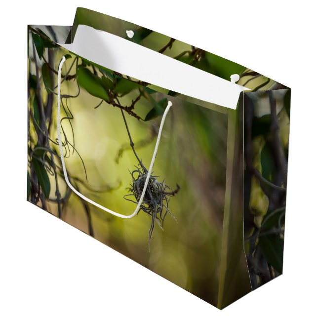 Strange Plant (Framsidan Vinklad)