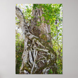 Strangler Fig, Big Cypress National Preserve, FL Poster
