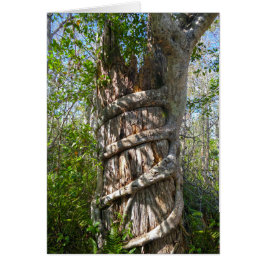 Strangler Fig, Big Cypress Swamp, Florida Hälsningskort