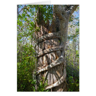 Strangler Fig, Big Cypress Swamp, Florida Hälsningskort
