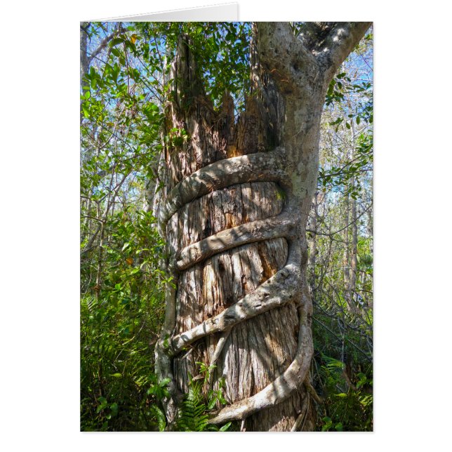 Strangler Fig, Big Cypress Swamp, Florida Hälsningskort (Framsidan)