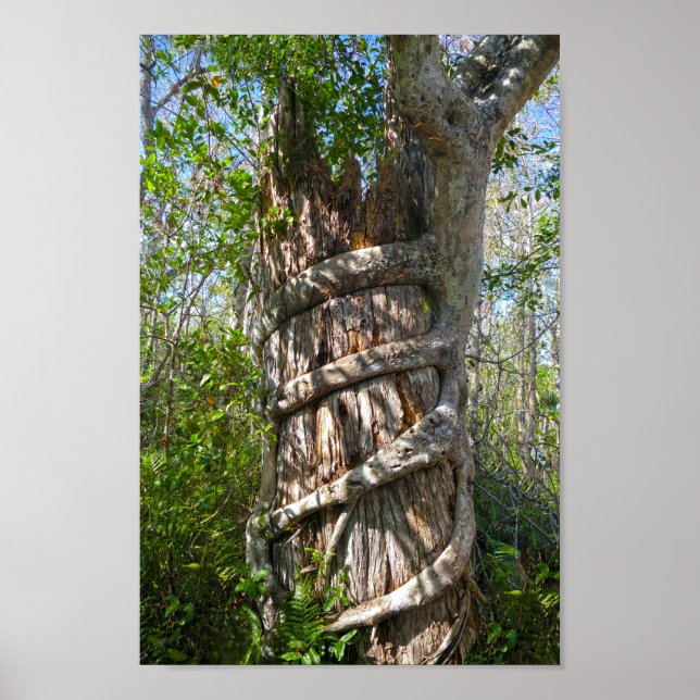 Strangler Fig, Big Cypress Swamp, Florida Poster (Framsidan)