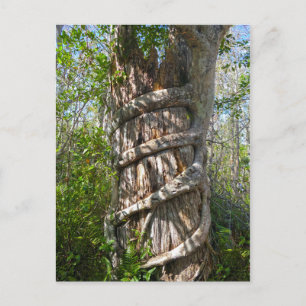 Strangler Fig, Big Cypress Swamp, Florida Vykort