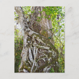 Strangler Fig, Big Cypress Swamp, Florida Vykort