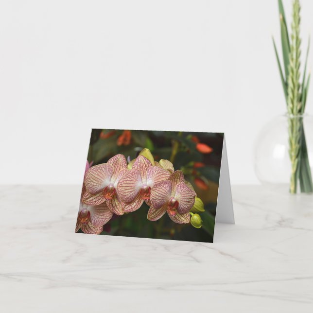 Strängsträng för Orchds Note Card Kort (Framsida)
