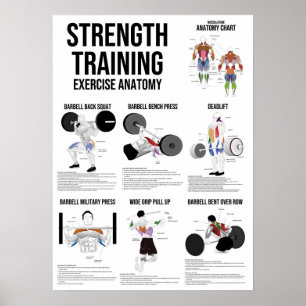 Strängträning - Muscle Anatomy Chart Poster