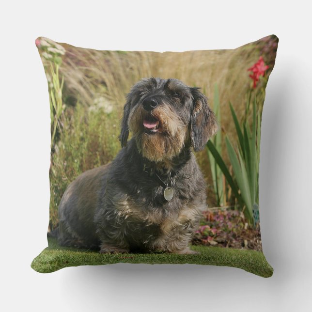 Strävhårig standarddachshund kudde (Framsida)