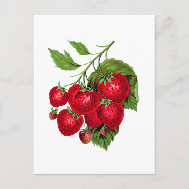 Strawberry Berries Fruit Botanical Postcard Vykort (Framsida)