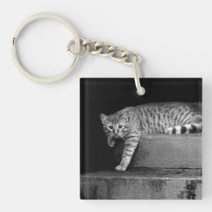 Stray Cat på Trappor