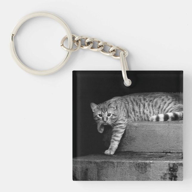 Stray Cat på Trappor (Framsidan)