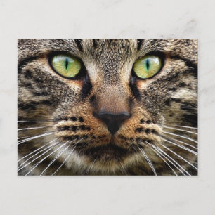 Stray Cat Stare Vykort