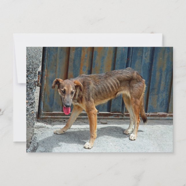 Stray hund Card (Framsida)