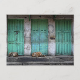 Stray hundar framför smutsiga gröntar vykort