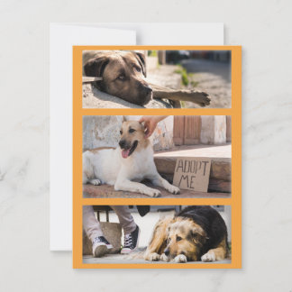 Stray Hundar i väntan på att adoptionen ska passer Vykort