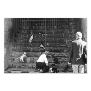 Stray-katter i Venedig Italien Street Cat Tourist Fototryck