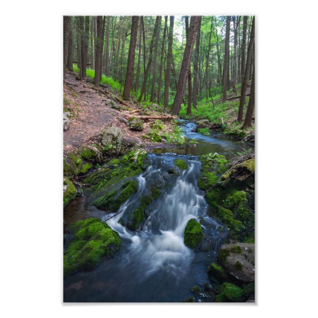 Stream Along the Trail  Fototryck (Framsidan)