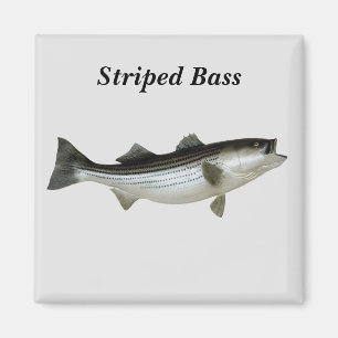 Streckad Bass Magnet