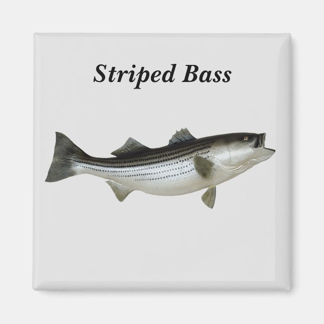 Streckad Bass Magnet (Framsidan)