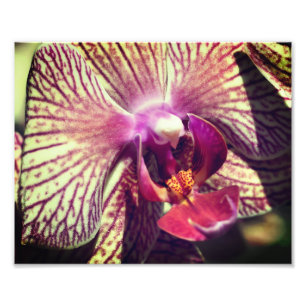 Streckad Lila Orchid Blomning 8 x 10 Fototryck