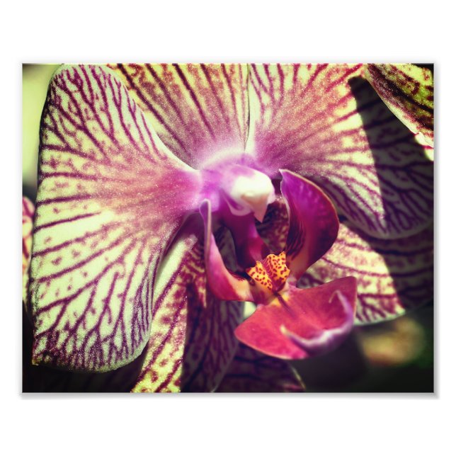 Streckad Lila Orchid Blomning 8 x 10 Fototryck (Framsidan)