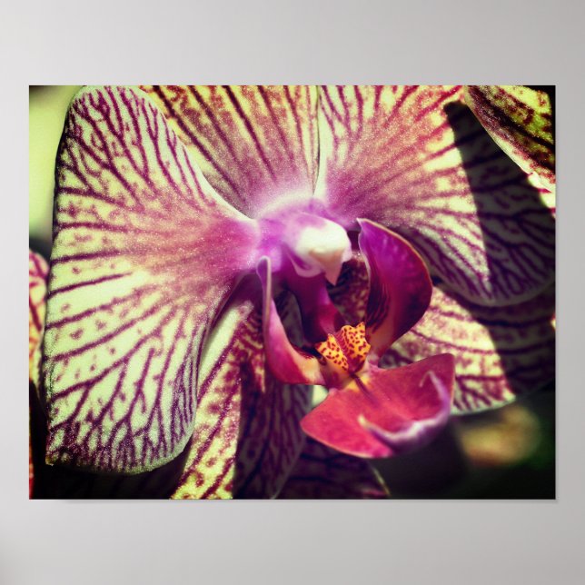 Streckad Lila Orchid Flower Close Up Poster (Framsidan)