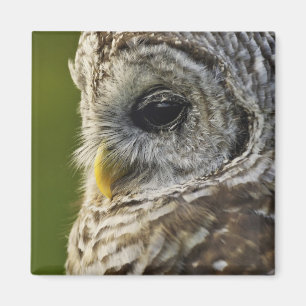 Streckad uggla, Strix varia, Michigan Magnet