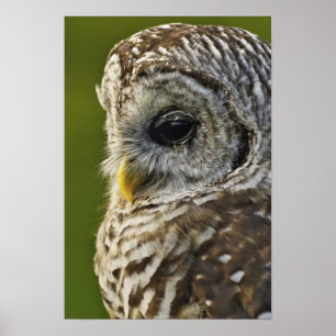 Streckad uggla, Strix varia, Michigan Poster