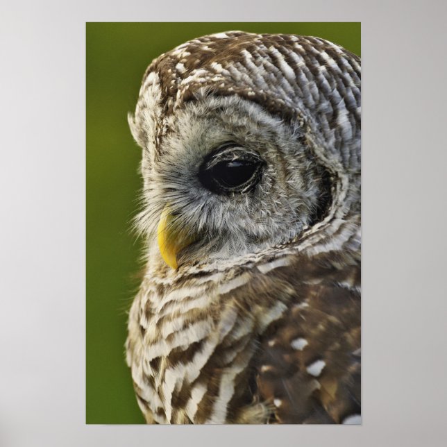 Streckad uggla, Strix varia, Michigan Poster (Framsidan)