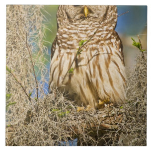 Streckad uggla (Strix varia) sittande i cypress-tr Kakelplatta