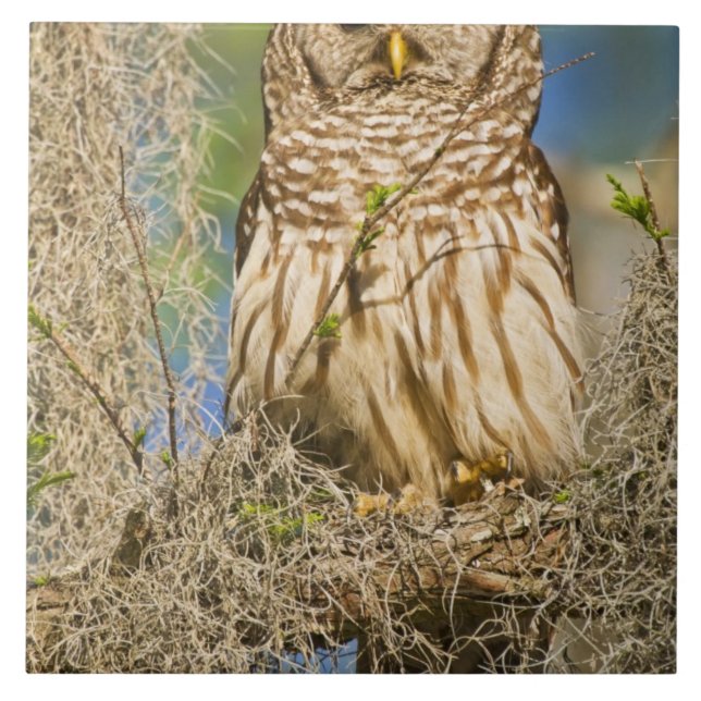 Streckad uggla (Strix varia) sittande i cypress-tr Kakelplatta (Framsidan)