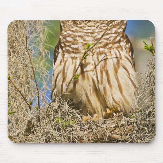 Streckad uggla (Strix varia) sittande i cypress-tr Musmatta (Framsidan)