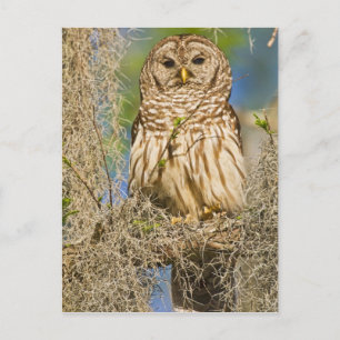 Streckad uggla (Strix varia) sittande i cypress-tr Vykort