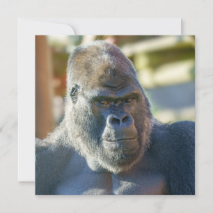 Streckande Silverback