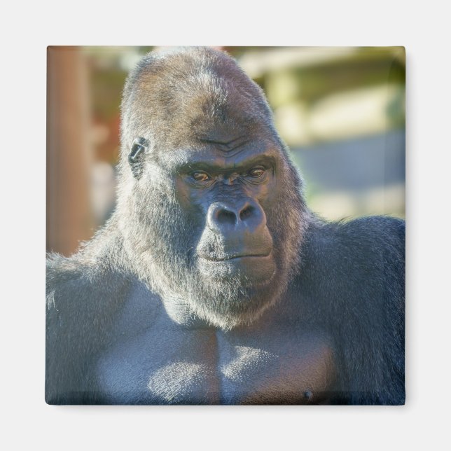 Streckande Silverback Magnet (Framsidan)