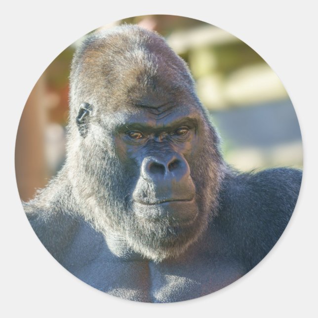 Streckande Silverback Runt Klistermärke (Framsida)