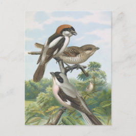 Streckar Vintage Bird Illustration Vykort