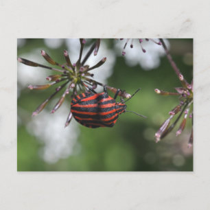 Streckat Shieldbug-vykort Vykort