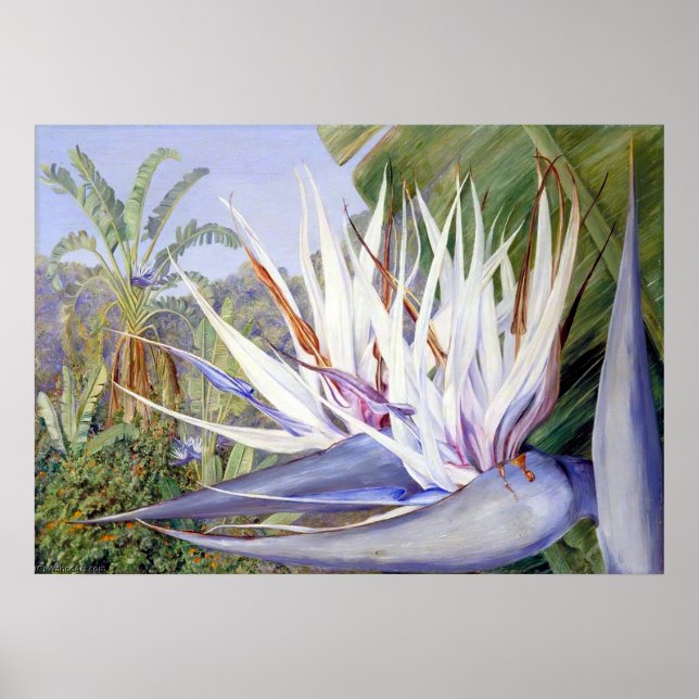 Strelitzia by Marianne North - Exotic Landscape Poster (Framsidan)