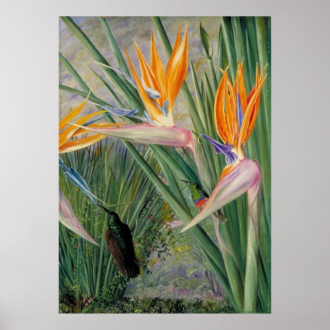 Strelitzia by Marianne North - Exotic Landscape Poster (Framsidan)