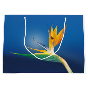 Strelitzia. Fågel av paradisflower.en