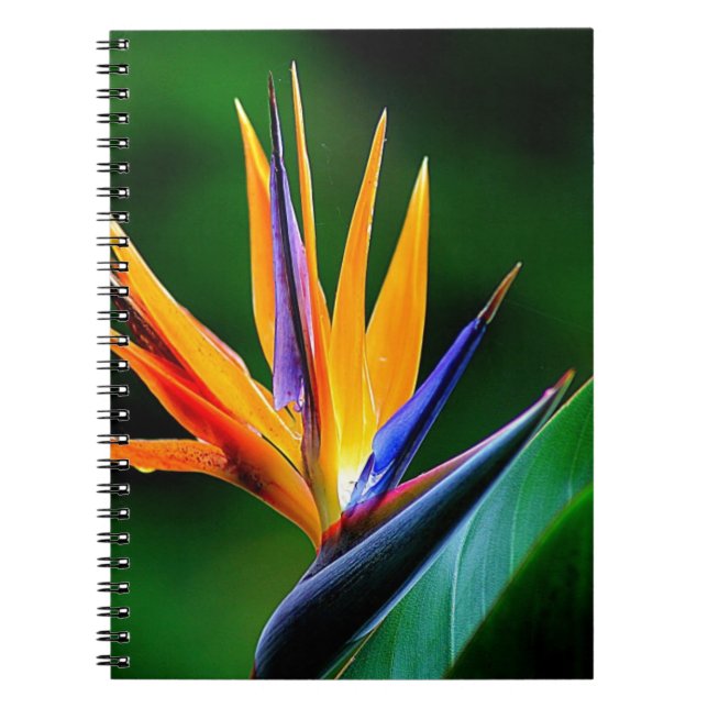 Strelitzia. Fågel av paradisflower.en Anteckningsbok Med Spiral (Framsidan)