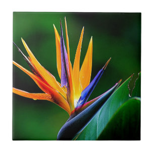 Strelitzia. Fågel av paradisflower.en Kakelplatta