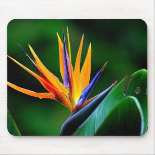 Strelitzia. Fågel av paradisflower.en Musmatta