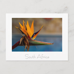 Strelitzia Flower South Afrika Nature Postcard Vykort