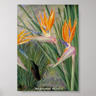 Strelitzia Flowers och Sugar Birds Marianne North Poster