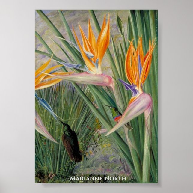 Strelitzia Flowers och Sugar Birds Marianne North Poster (Framsidan)