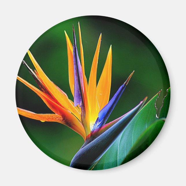 Strelitzia. Paradisblommans fågel. Magnet (Framsidan)