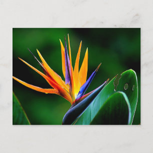 Strelitzia. Paradisblommans fågel. Vykort