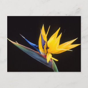 Strelitzia. Paradisblommans fågel. Vykort