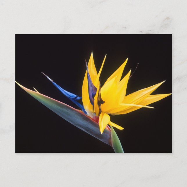 Strelitzia. Paradisblommans fågel. Vykort (Framsida)